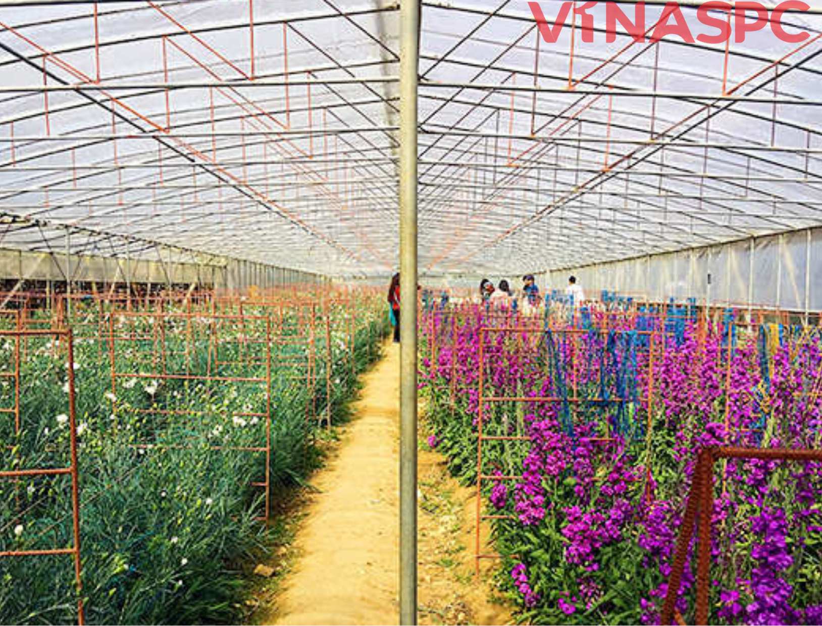 Tấm poly rỗng làm tấm chắn mưa trong nông nghiệp